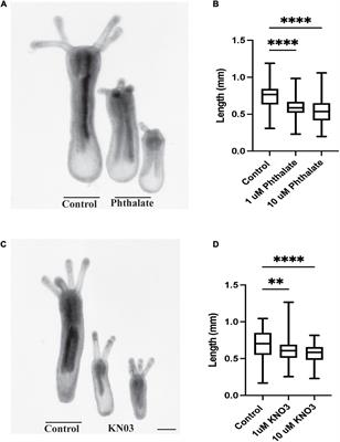 Common Environmental Pollutants Negatively Affect Development and Regeneration in the Sea Anemone Nematostella vectensis Holobiont